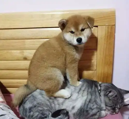 给猫咪找只柴犬做伴,反转却让猫猝不及防,猫铲屎的,啥意思