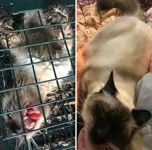 捡了一只三个月大的失明小猫,被照顾后阿伟死了