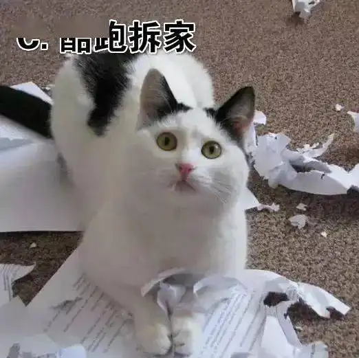 沙雕猫考试你知道是什么吗