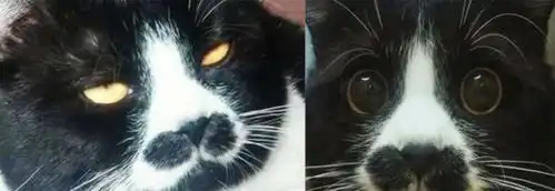宠主晒出家猫饭前与饭后的表情,网友看了忍不住笑喷这才是真猫