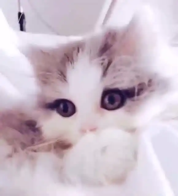 可爱的小萌猫居然会放电,真是萌的心都被融化掉了