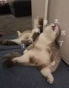 喵咪表情包