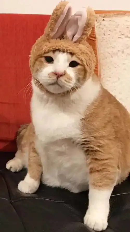 这只猫没有任何表情,却成了最火的表情包
