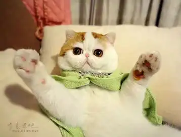 炒鸡小萌猫雅蠛蝶,被萌化了图多杀流量з