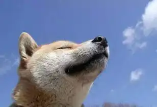 表情包柴犬北登去世,十六岁的它在天堂也会继续拥有超灿烂的笑容吧