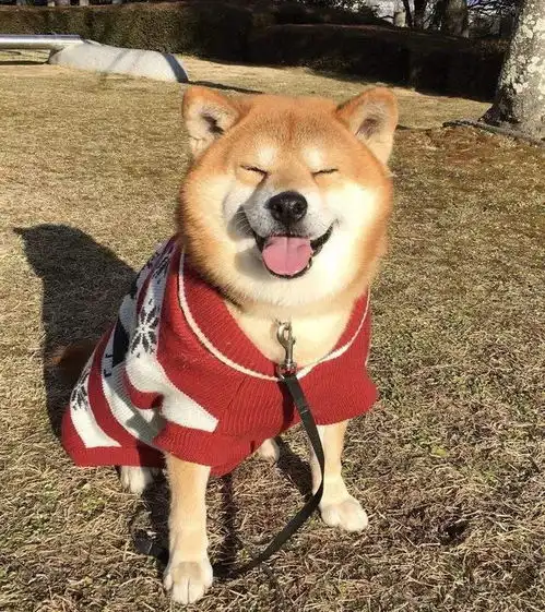 被主人捧在手心长大的柴犬,才会有这些表现