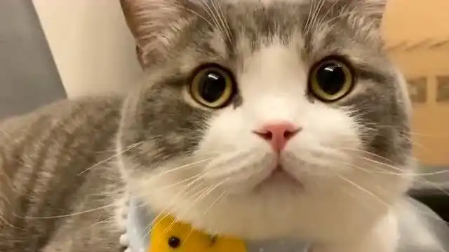 土豆的小表情太可爱了,这么萌谁能不喜欢呢真是一个可爱的小猫猫