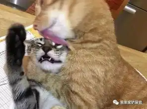 猫咪舔你就是代表爱你你,太年轻了
