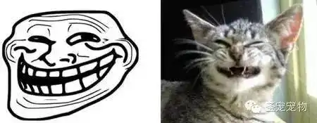 猫奴专属表情包别人想学也学不来