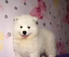 微笑天使萨摩微笑天耶高质量保障