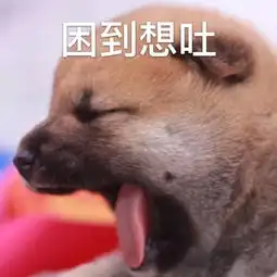 柴犬真的会笑吗眯眼笑表情,内心却不一定开心