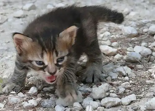 奶凶奶凶的小萌猫生气照,虽然个子小小,但气场真的好足啊