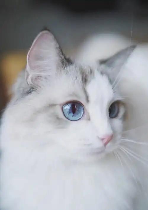 来一波可爱的小萌猫没养猫的过来云吸猫啦