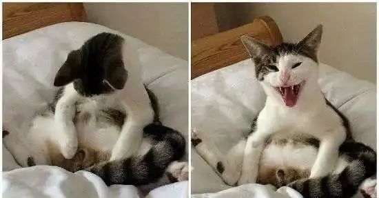猫咪得知被绝育后的表情,简直太人性化了,瞬间笑喷了
