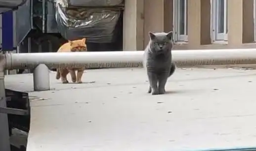 蓝猫走丢半个月后主动回家,还带回一只橘猫,宠主瞬间感觉不好了