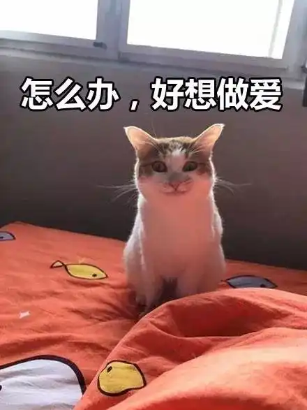 一大波猫咪表情包正在来袭,请接招...