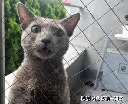 猫咪常常乱跑出去浪,主人想出机智妙招解决,猫咪快崩溃的哭了