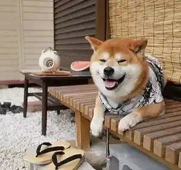 行走的表情包治愈系柴犬被喻微笑天使,灿笑暖人心