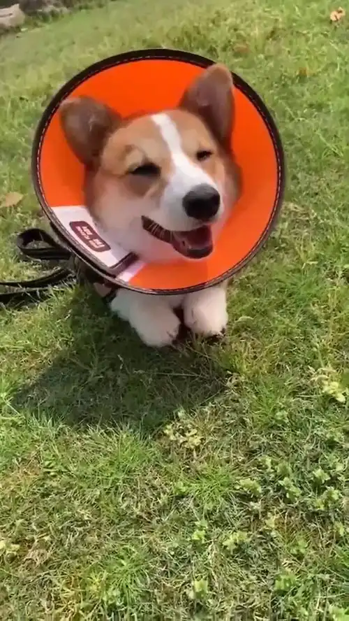一直以为只有柴犬笑容才迷人,没想到我家柯基也可以,太可爱了