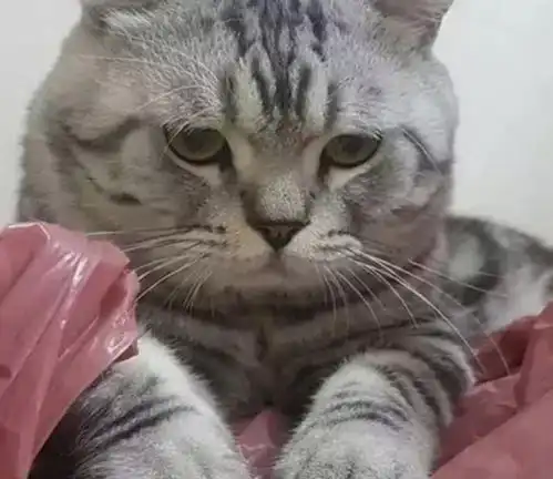 主人忘记喂猫咪小鱼干,猫咪气到不想说话,脸上表情萌翻众人