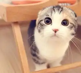 春季宠物发情高峰,绝育全攻略奉上