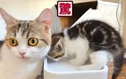 小奶猫无师自通学会喝水,猫妈妈的表情亮了,不愧是我娃