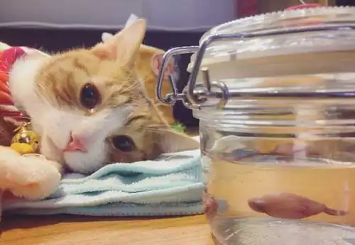 医生给猫咪做绝育手术,还把割下来的蛋蛋给它看,猫咪直接哭了