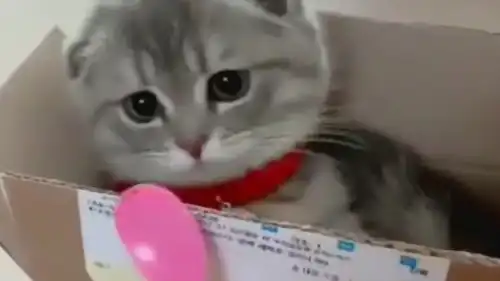 刚买的猫咪到了,拿玩具逗它一下,这摇头晃脑的表情好萌啊