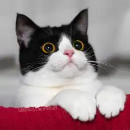小萌猫表情包
