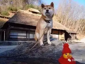 曾用一张笑脸治愈无数人的柴犬北登,谢谢你,望一路走好