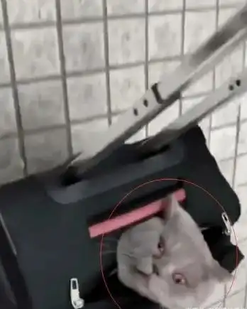 铲屎官带猫咪出去玩,一看猫咪的表情,网友纷纷笑出声