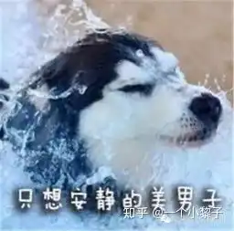 柯基犬有什么特点,好养吗