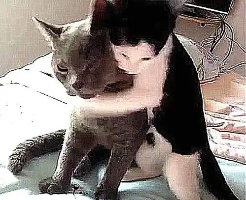 公猫绝育后,面对母猫完全没反应,这冷漠的表情,已经是废猫了