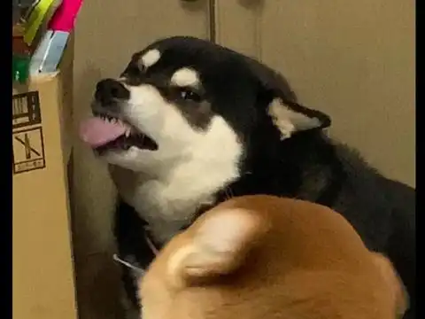 箱子