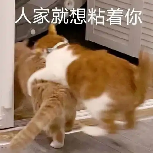 网易订阅