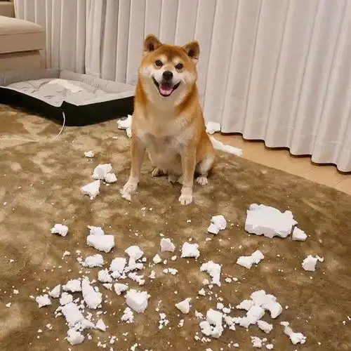 日本一柴犬因笑容治愈走红网络,网友争用它的照片做头像