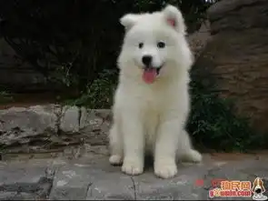 我本人比较怕狗,但是我又喜欢狗大家帮我想想看我到底要养一只什么样的狗搜狗问问