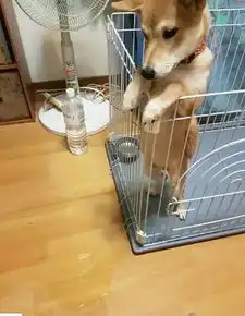 开心一刻跟你说不要养狗,你非不听