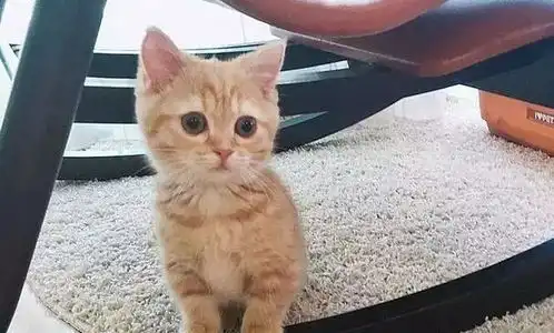 主人把猫咪的小被子洗了,猫咪缩成一团,眼泪的样子惹人心疼