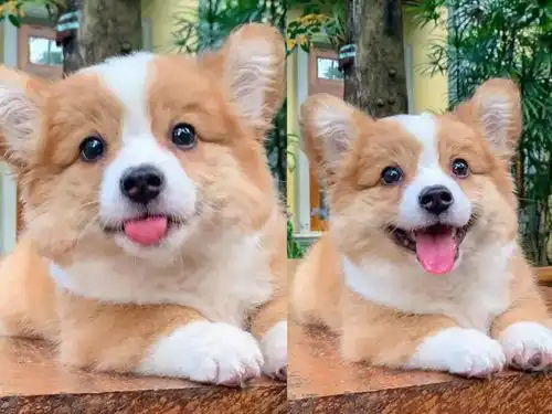 呆萌柯基犬傻笑吐舌头,表情超甜美,网友我已被电晕