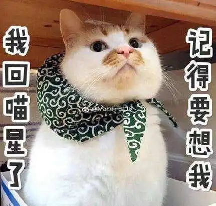 这只猫的表情包叫啥