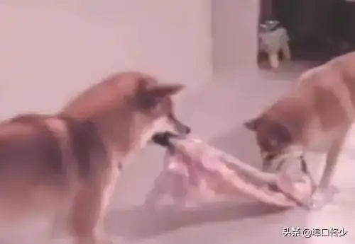 可怜仙女和干妈的瓜