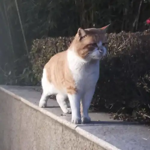 什么你还没有这套南审猫猫表情包