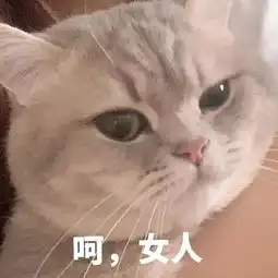 猫咪表情包丨进来吸猫