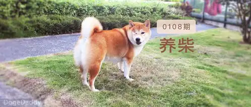 传说中的飞机耳和治愈笑脸,第二条狗要养柴犬吗