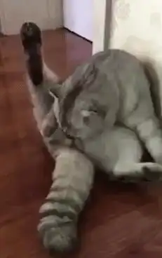 猫咪要做绝育手术了,需要哪些注意事项,绝育之后猫咪会健康吗请你做好下面