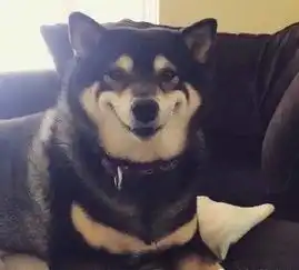 你猜为什么我会有那么多表情包因为我养了一只柴犬
