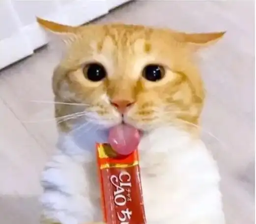 日本网友家的猫长了一张忧郁脸,每次晒照,都自成表情包