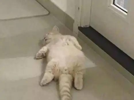 主人下班回来,看见小奶猫躺在地上一动不动,走近一看笑喷了