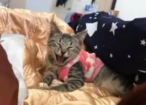女主人说给猫咪找一个伴,于是猫咪就这个表情了,太可爱了